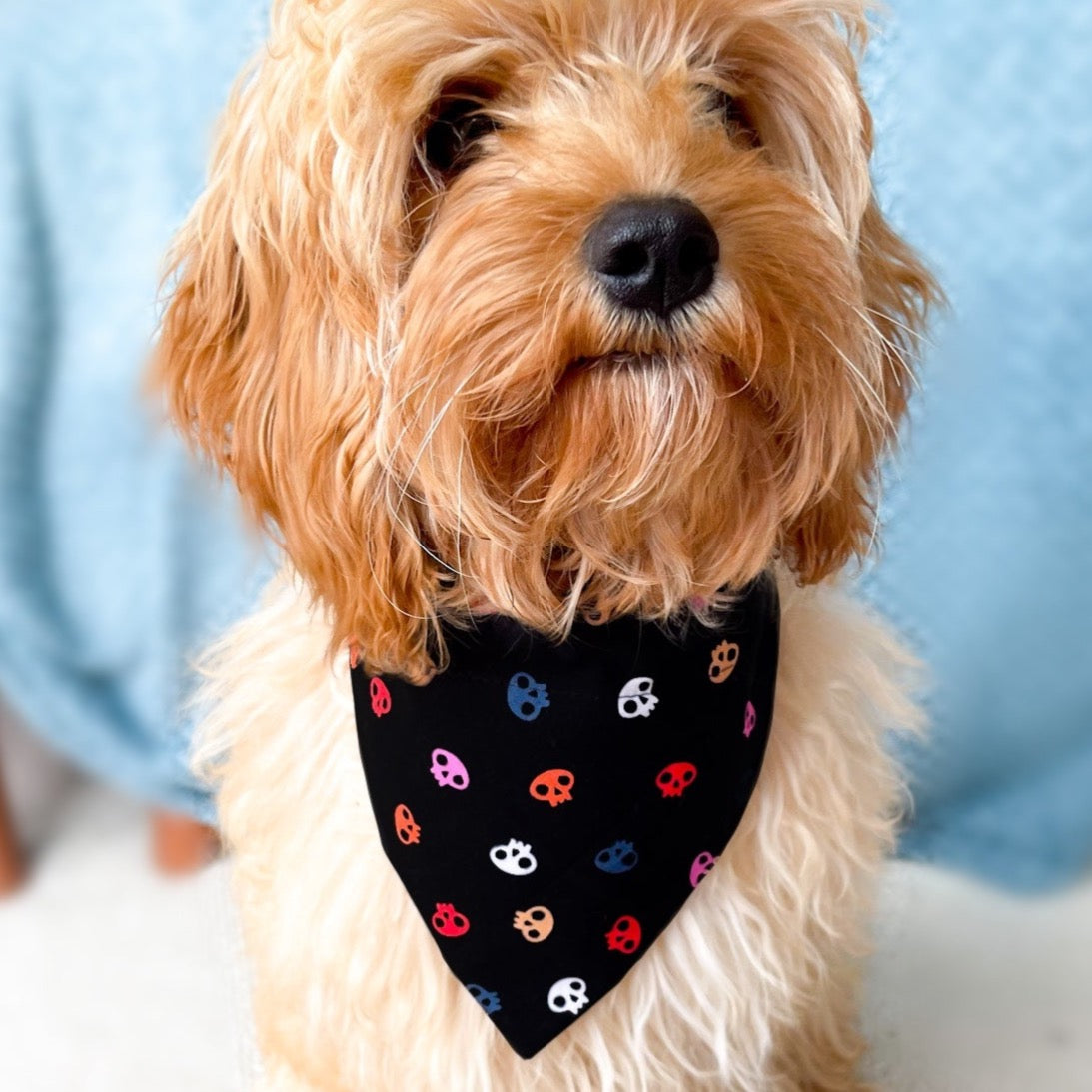 Skull Print Halloween Dog Bandana