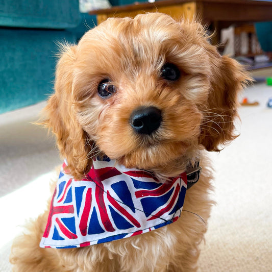 Union Jack Dog Bandana