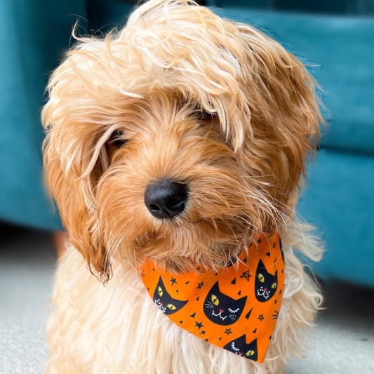 Orange Halloween Dog Bandana
