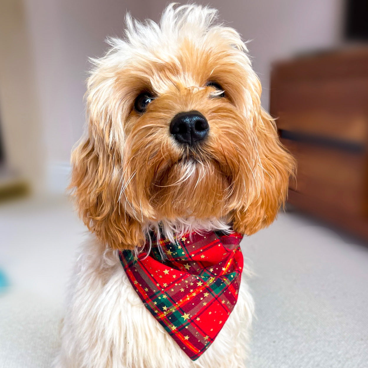 Christmas Personalised Tartan Dog Bandana